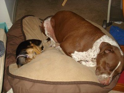 *NWR* Show me your pets/animals! *PICS*