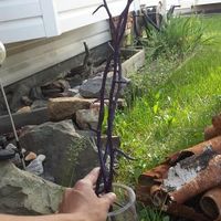 DIY branch centerpieces