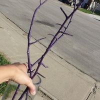 DIY branch centerpieces