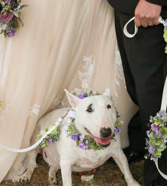 Well behaved puppy wedding photos ❤️ - 3