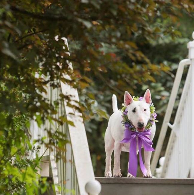 Well behaved puppy wedding photos ❤️ - 6