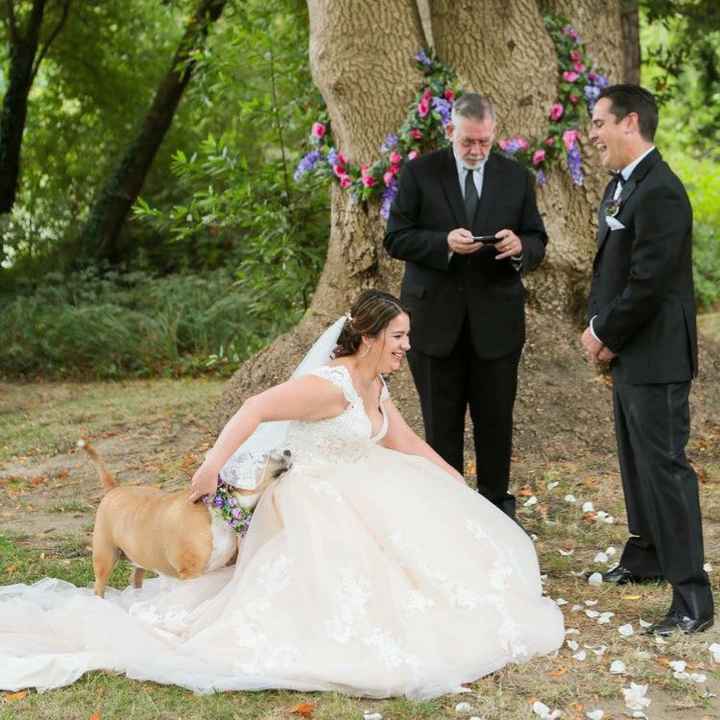 Wedding outtakes with our puppies - 2