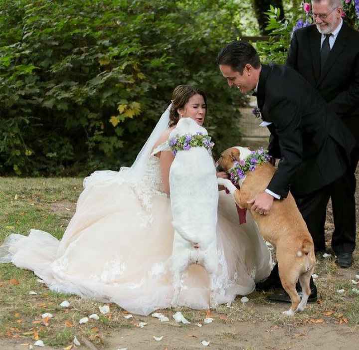 Wedding outtakes with our puppies - 3