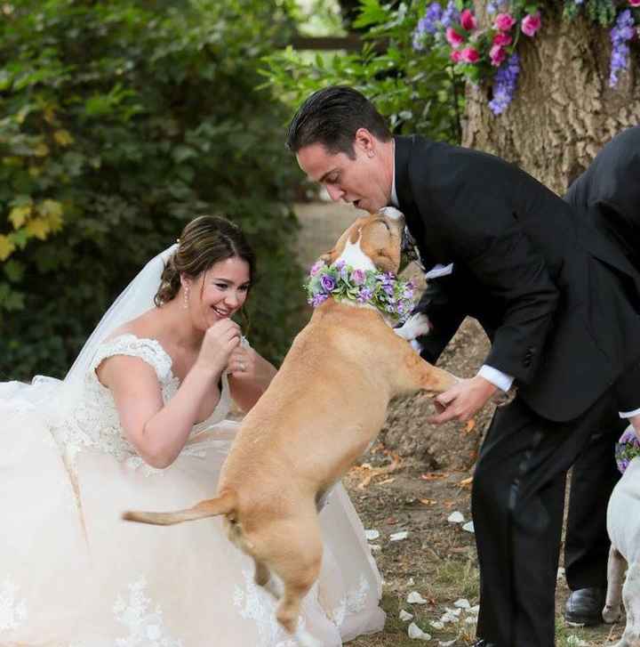 Wedding outtakes with our puppies - 4
