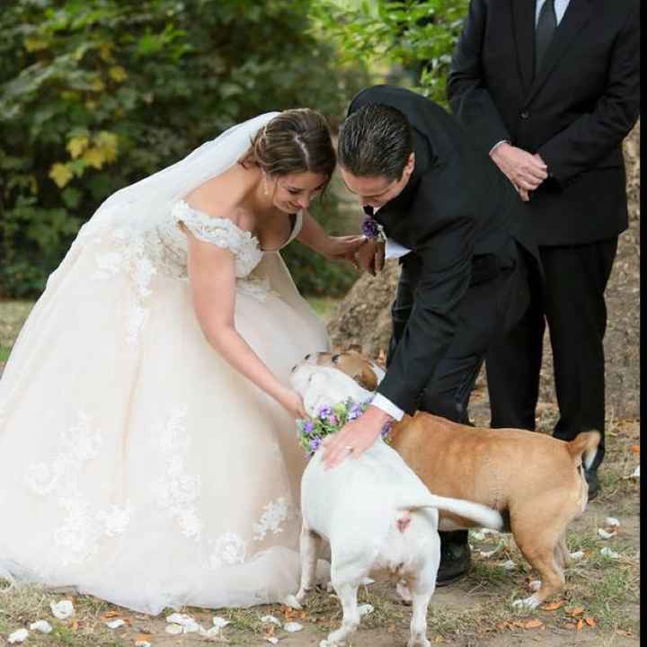 Well behaved puppy wedding photos ❤️ - 1