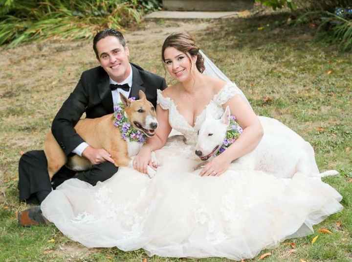 Well behaved puppy wedding photos ❤️ - 5