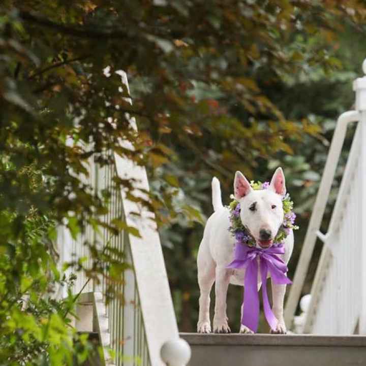 Well behaved puppy wedding photos ❤️ - 6