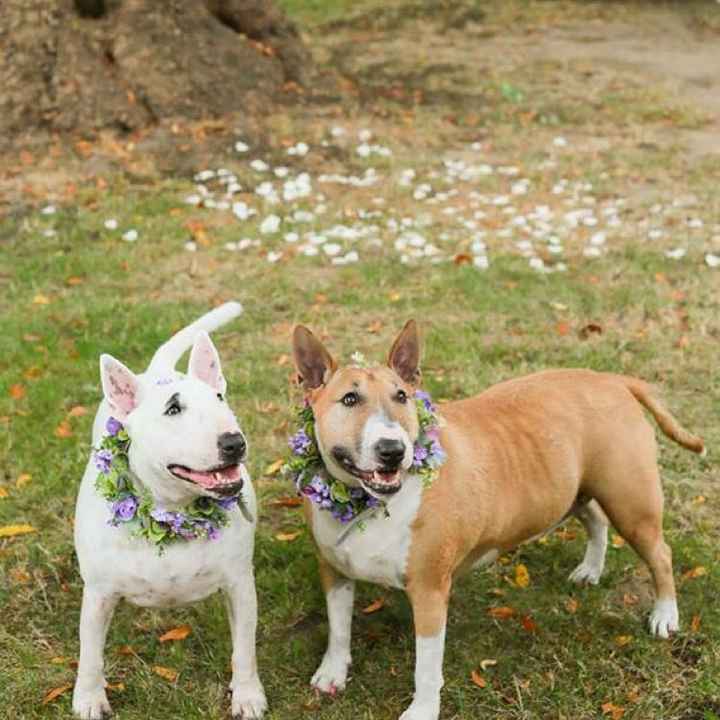 Well behaved puppy wedding photos ❤️ - 11