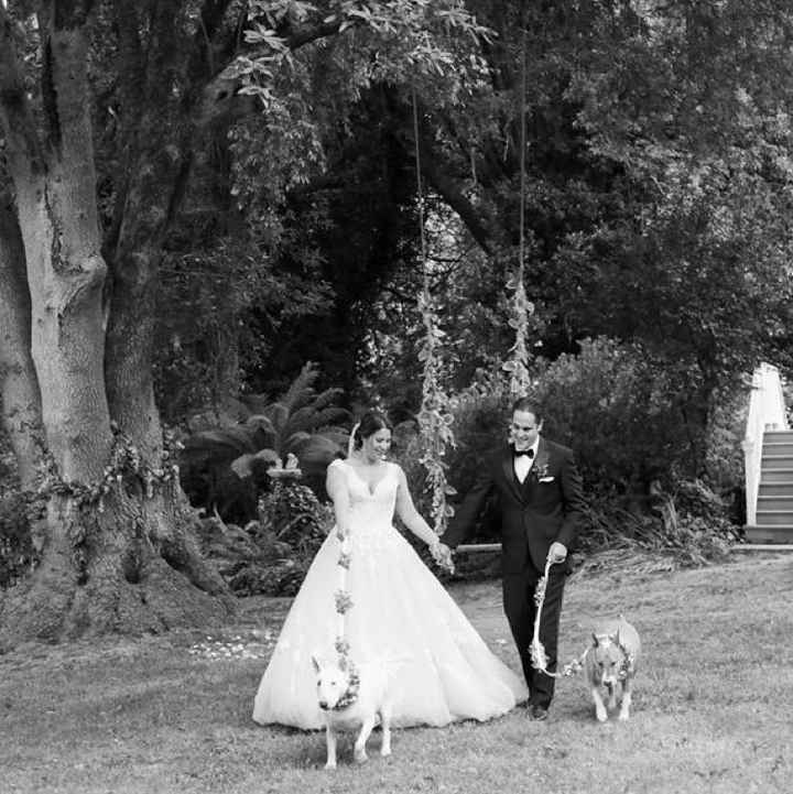 Well behaved puppy wedding photos ❤️ - 1