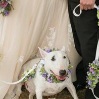 Well behaved puppy wedding photos ❤️ - 3