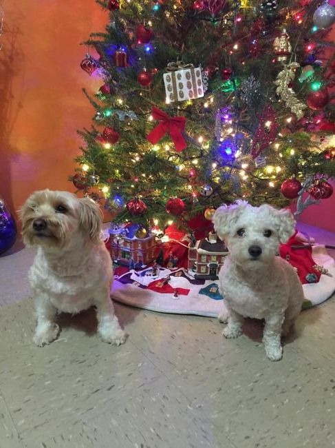 Brag Post - Pet Edition!