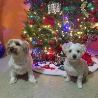 Brag Post - Pet Edition!