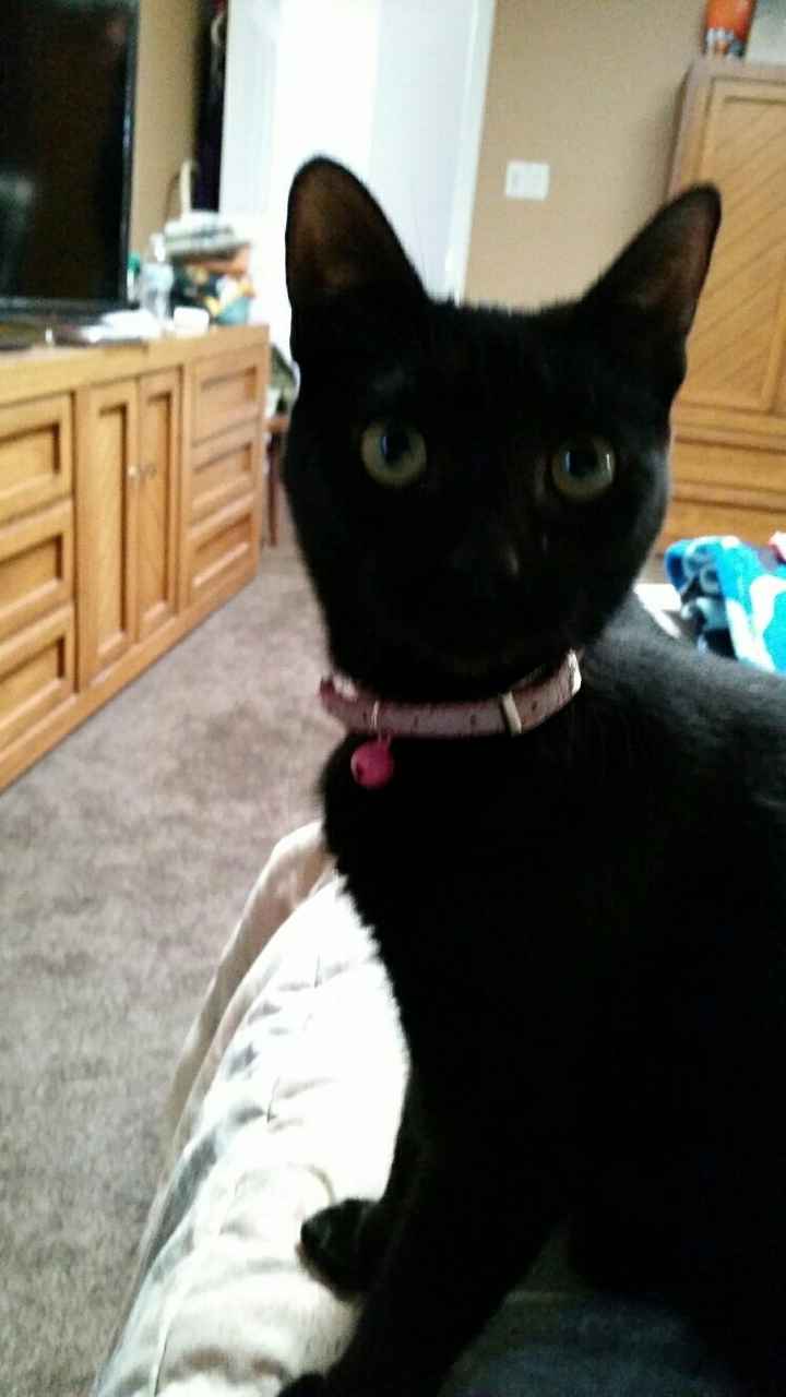 Paging all animal lovers