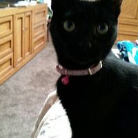 Paging all animal lovers