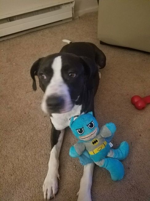 Show me your fur babies!