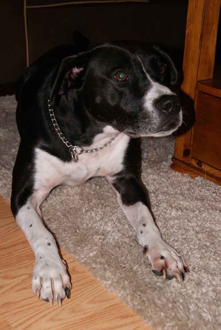 Lets see those puppies that we share with our FHs!