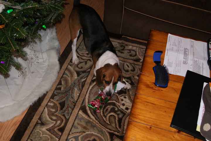 Lets see those puppies that we share with our FHs!