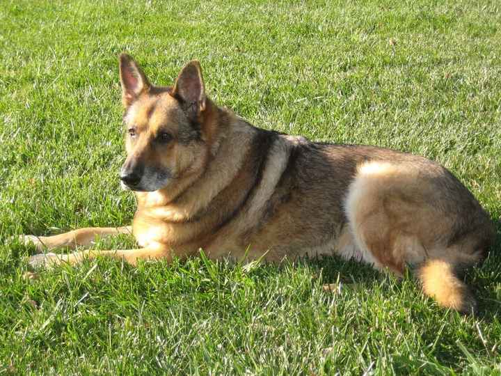 Lets see those puppies that we share with our FHs!