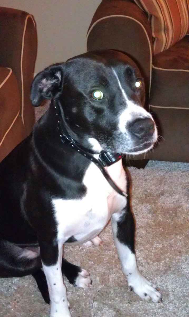 Keeping my mind of my wedding...Show me your dog:)!!**Pics