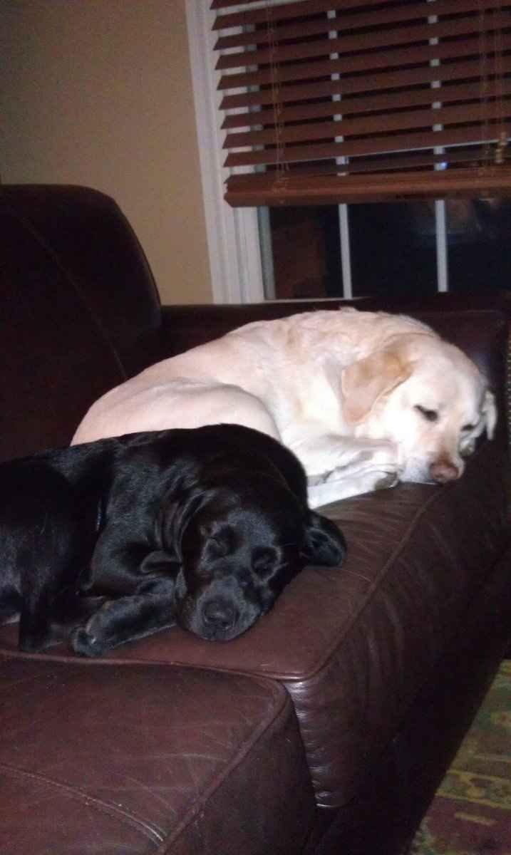 Keeping my mind of my wedding...Show me your dog:)!!**Pics