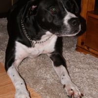 Lets see those puppies that we share with our FHs!