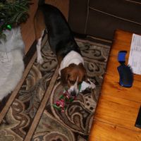 Lets see those puppies that we share with our FHs!