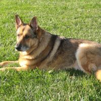 Lets see those puppies that we share with our FHs!