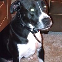 Keeping my mind of my wedding...Show me your dog:)!!**Pics