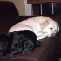 Keeping my mind of my wedding...Show me your dog:)!!**Pics