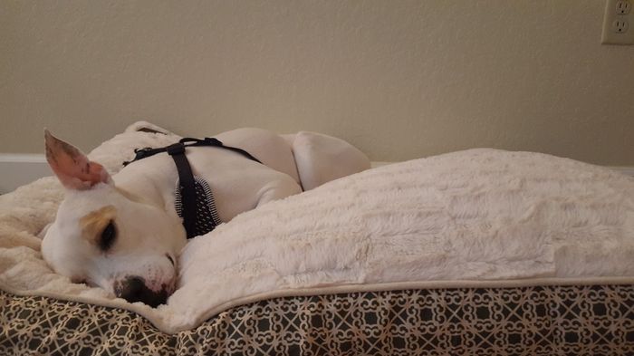 Furbabies?(non wedding post)