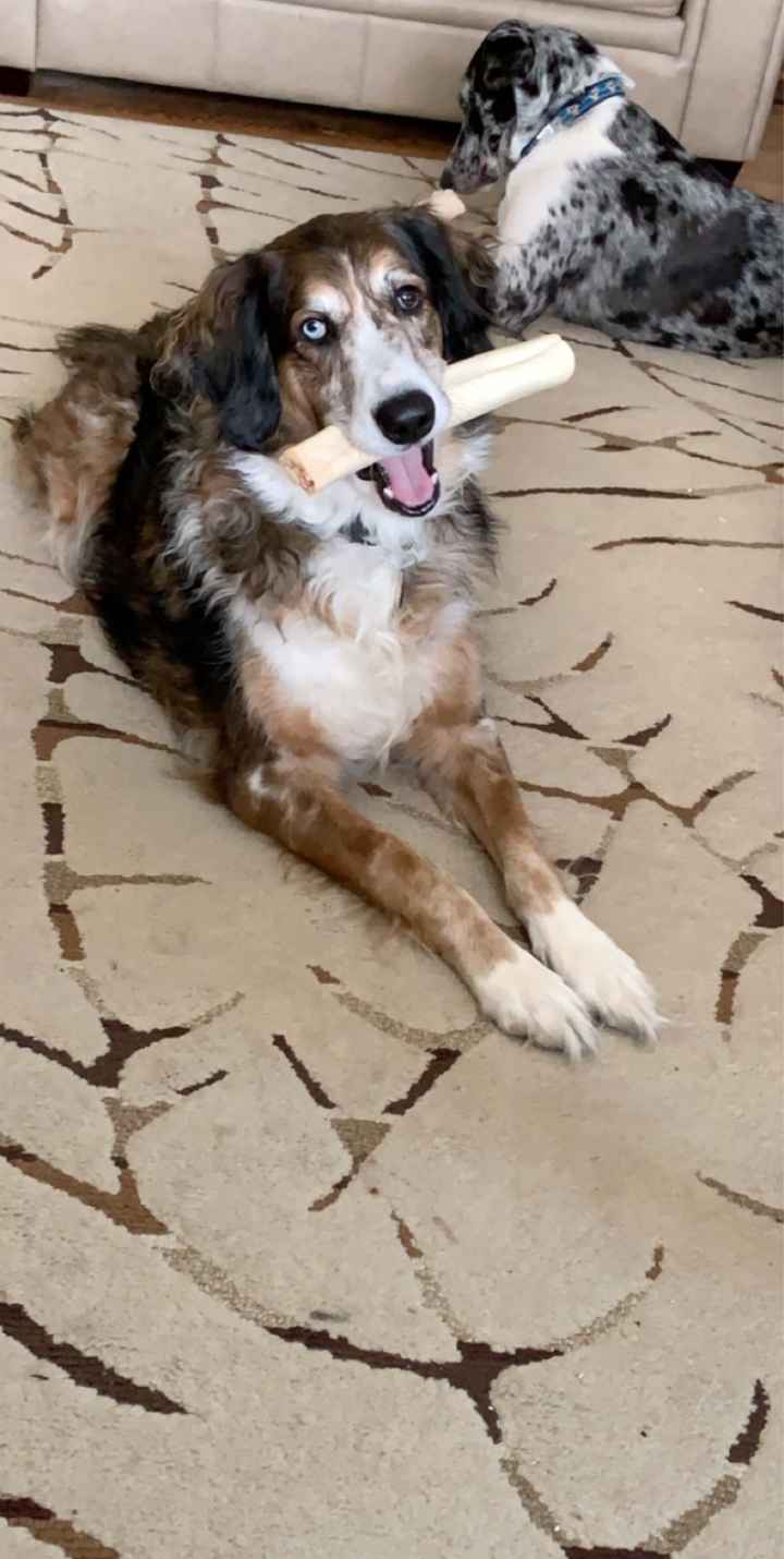 Furbabies in ceremony... do or don’t? - 1