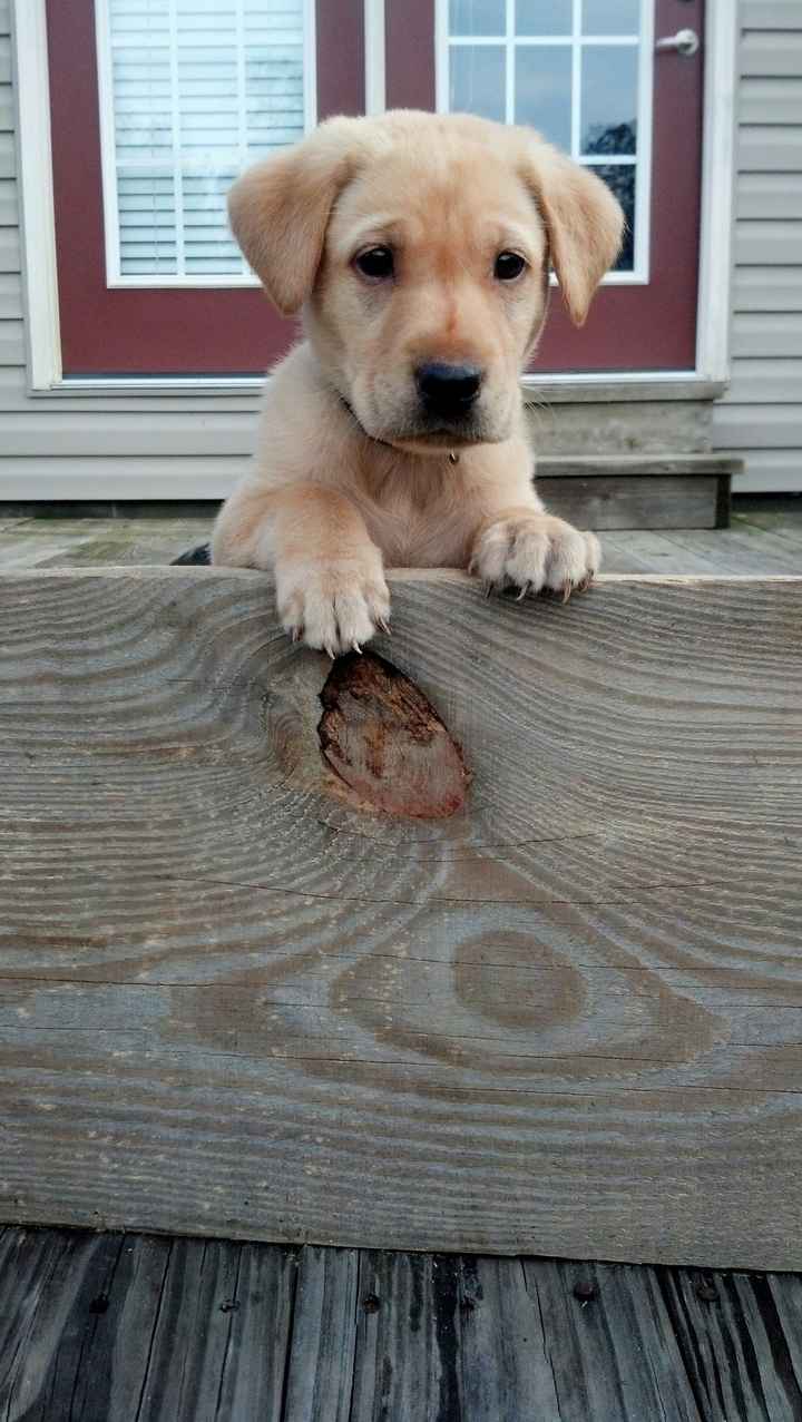 Show me your fur baby! (it has been awhile and I love seeing the pets!)