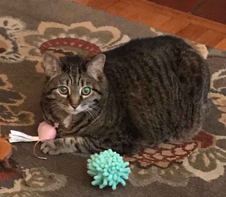 Let’s See Your Fur Babies! - 1