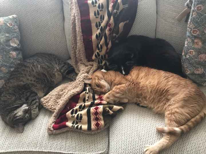 Let’s See Your Fur Babies! - 3