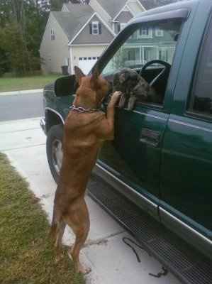 Ode to dogs