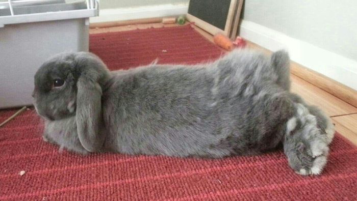 Positive thoughts and pictures of fluffy pets please