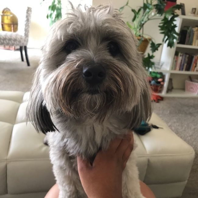 Furbaby pick me up