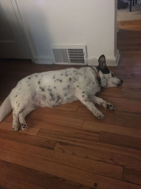 Nwr: sick pup
