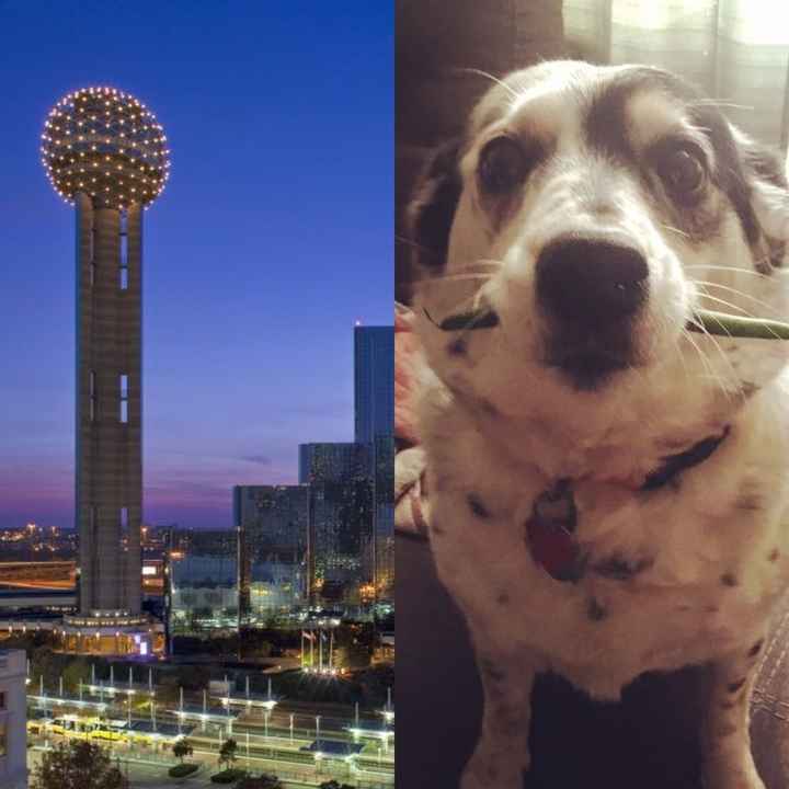 NWR: Pet Owners...Can we play a fun game? :D