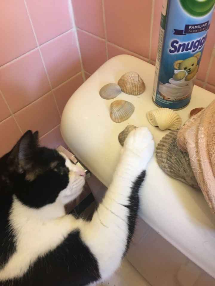 NWR - Send me pictures of your pets/memes