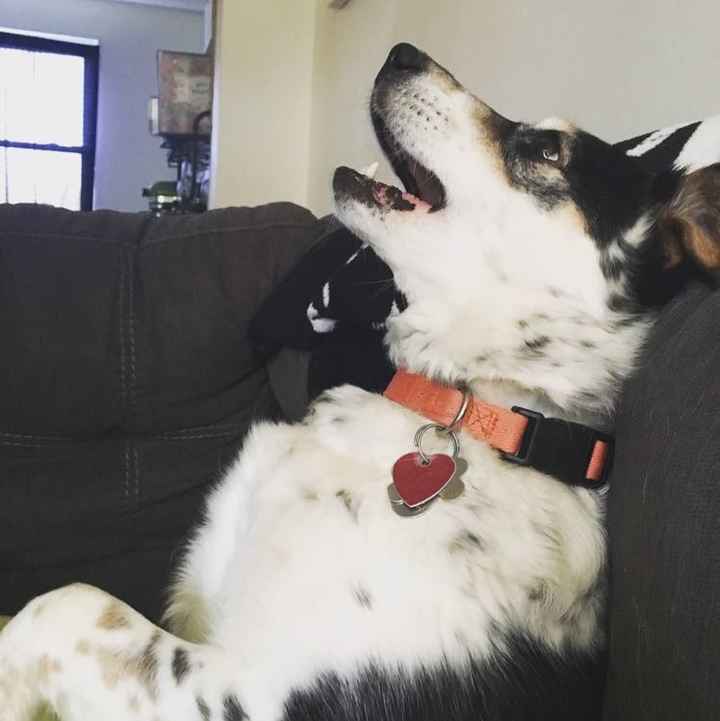 We got a puppy!!!!! UPDATE Crate Training Advice!