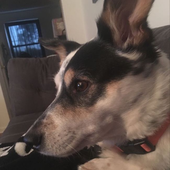 NWR: it's my dogs birthday!