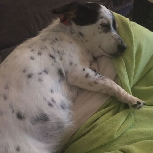 Nwr: my pup