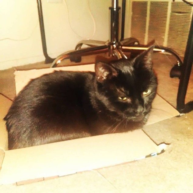 Percy chillin in a box