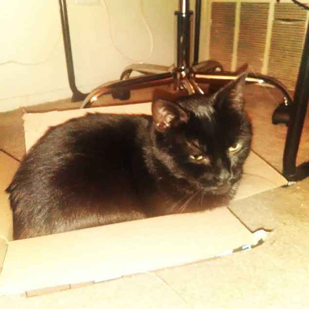 Percy chillin in a box