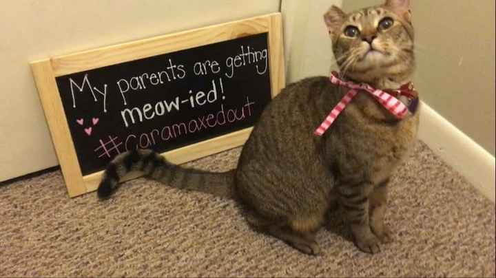 Pets "helping" you make things