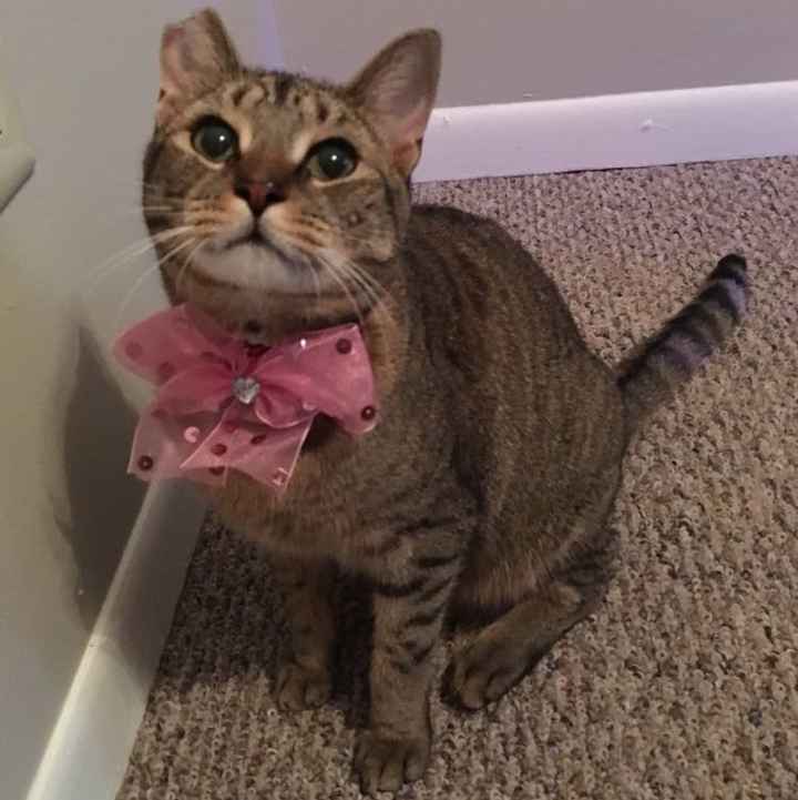 Nwr- show me your fur babies