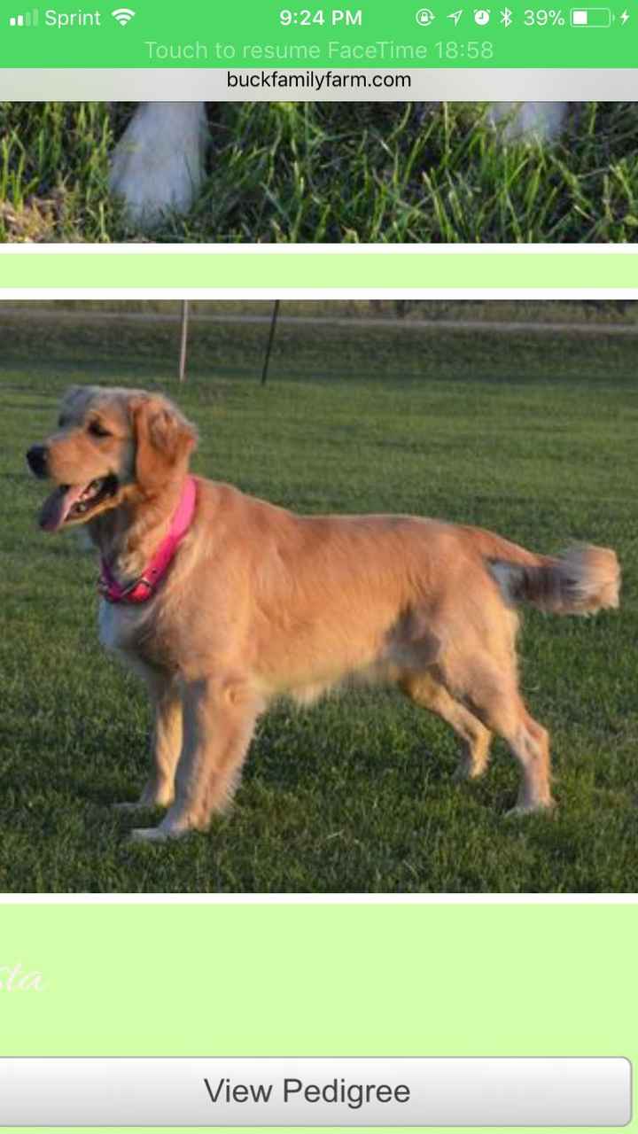  Nwr- need puppy name suggestions!! :) - 1