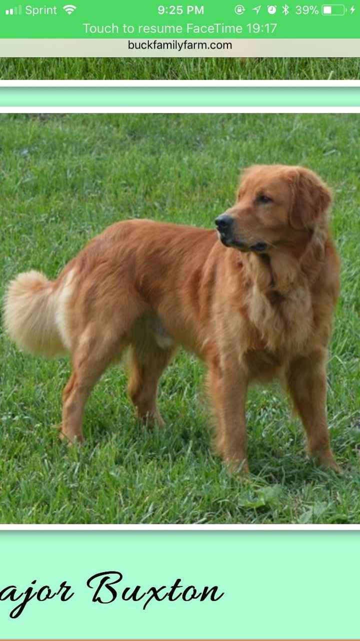  Nwr- need puppy name suggestions!! :) - 1