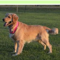  Nwr- need puppy name suggestions!! :) - 1